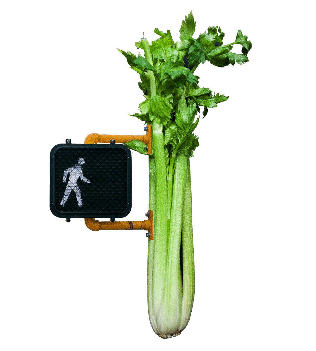 Crosswalk and celery illustration