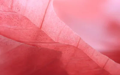 Layers of Red Onion skin showing lines and natural patterns - Monochrome backgrounds