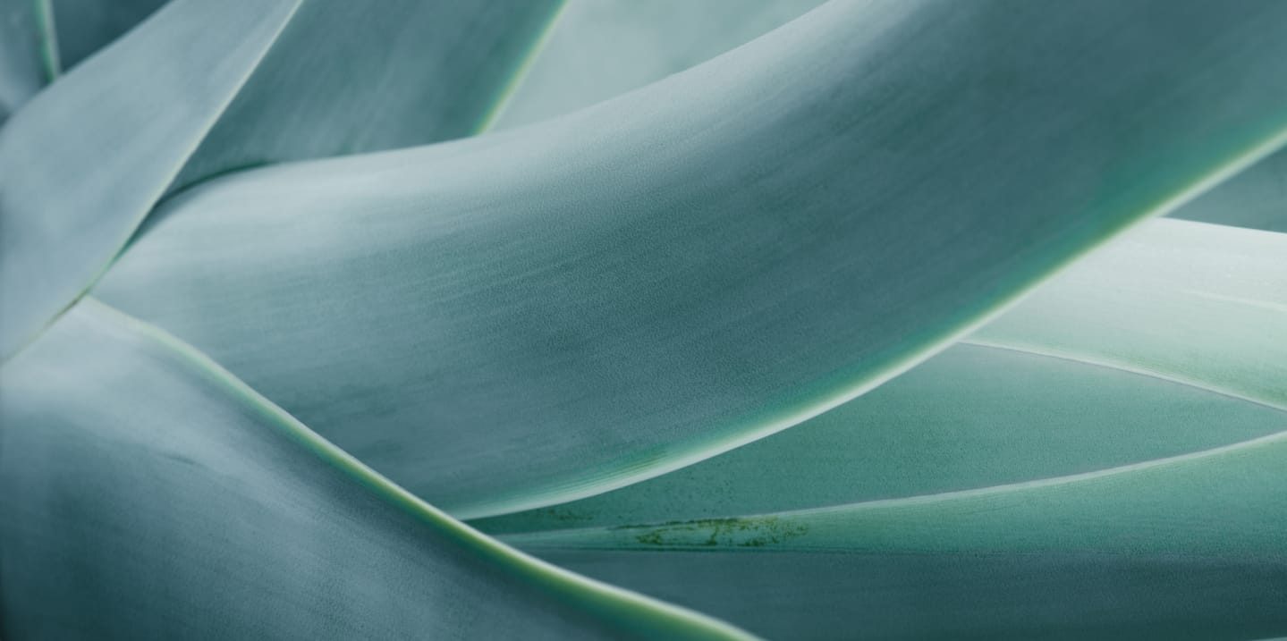 AdobeStock_Blue aloe plant