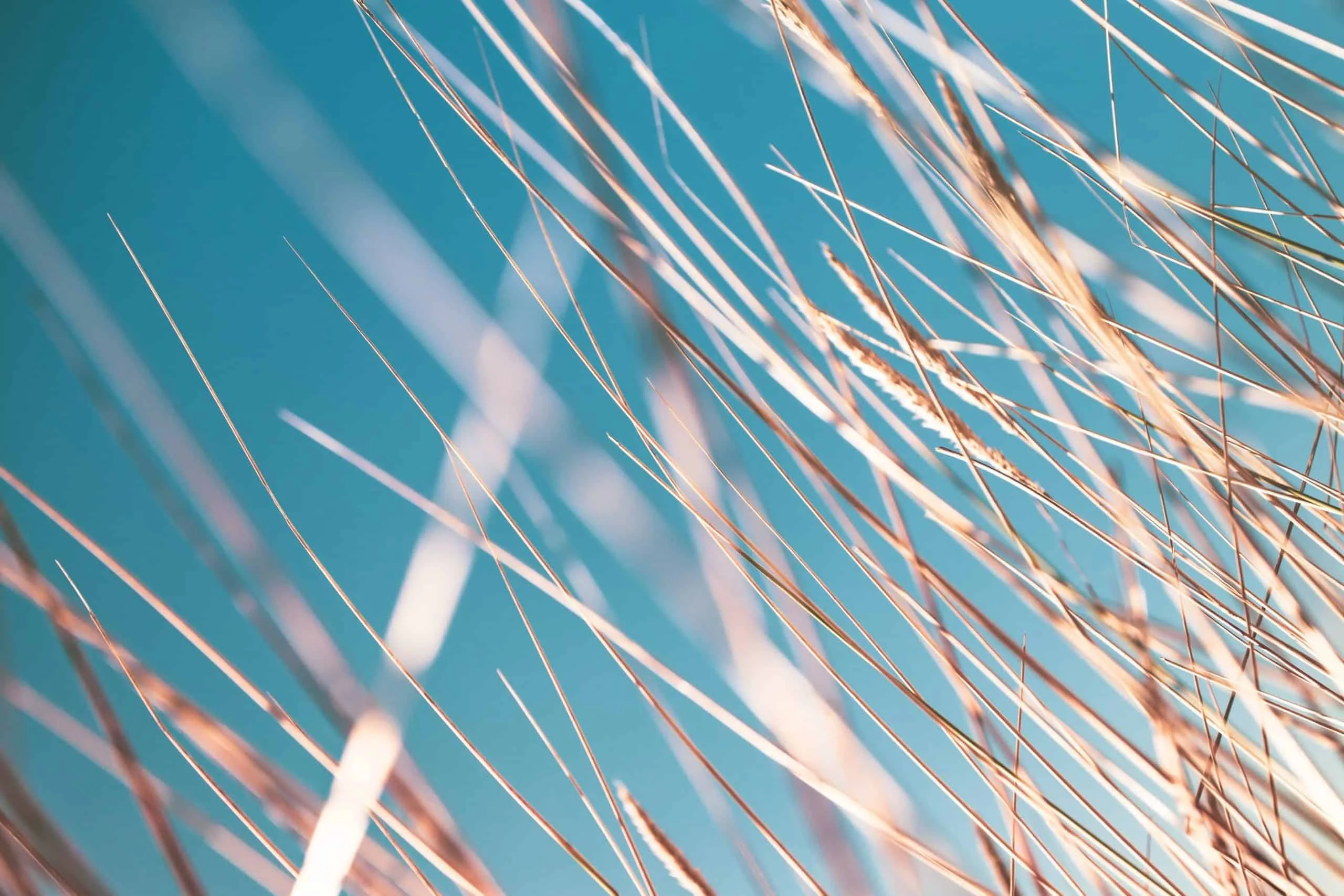 golden strands of wheat against a blue sky