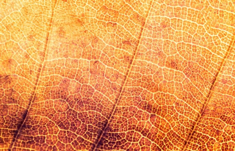 Close up of a golden brown leaf
